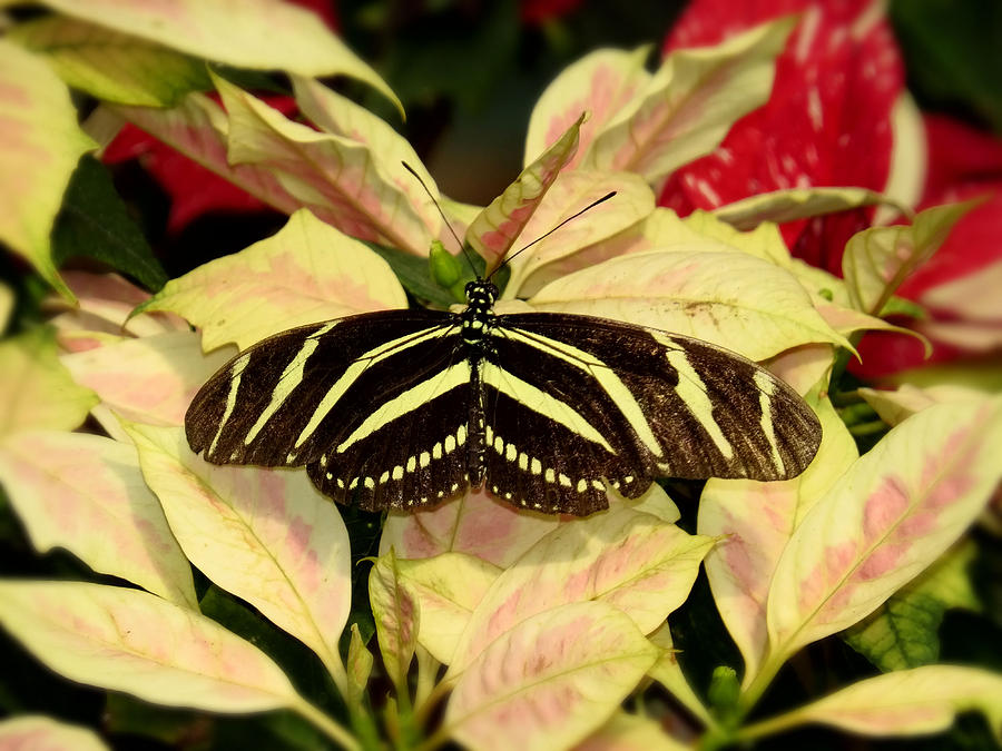 Poinsettia and Stripes Photograph by MTBobbins Photography