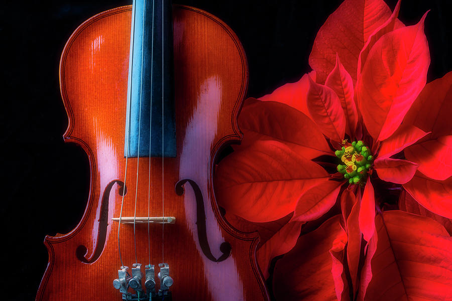 Poinsettia And Violin Photograph by Garry Gay