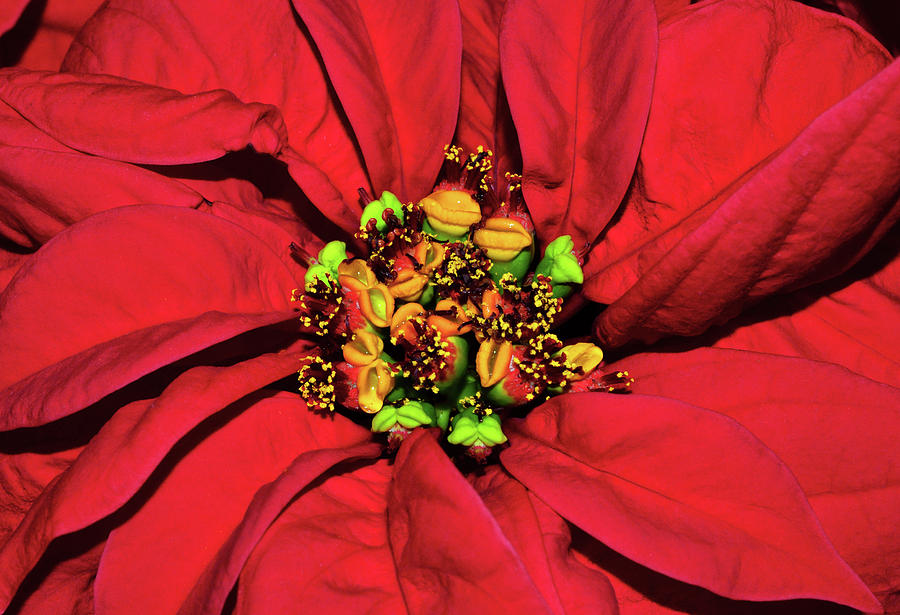 Poinsettia Centerpiece 001 Photograph by George Bostian
