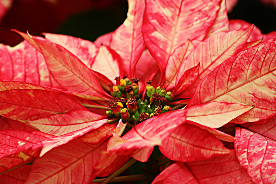Poinsettia Photograph by Cheryl Day
