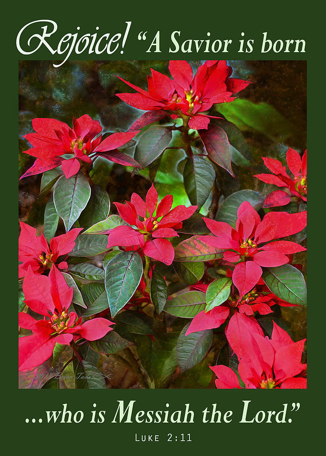 Poinsettia Christmas by Brian Tada Poinsettia Christmas by Brian Tada