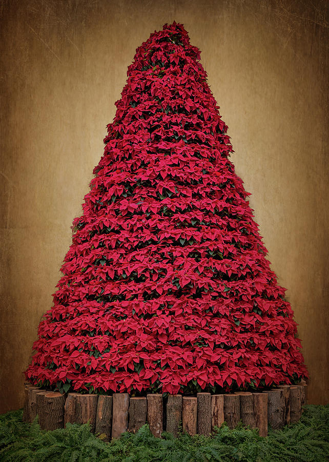 Poinsettia Christmas Tree Photograph by Susan Rissi Tregoning
