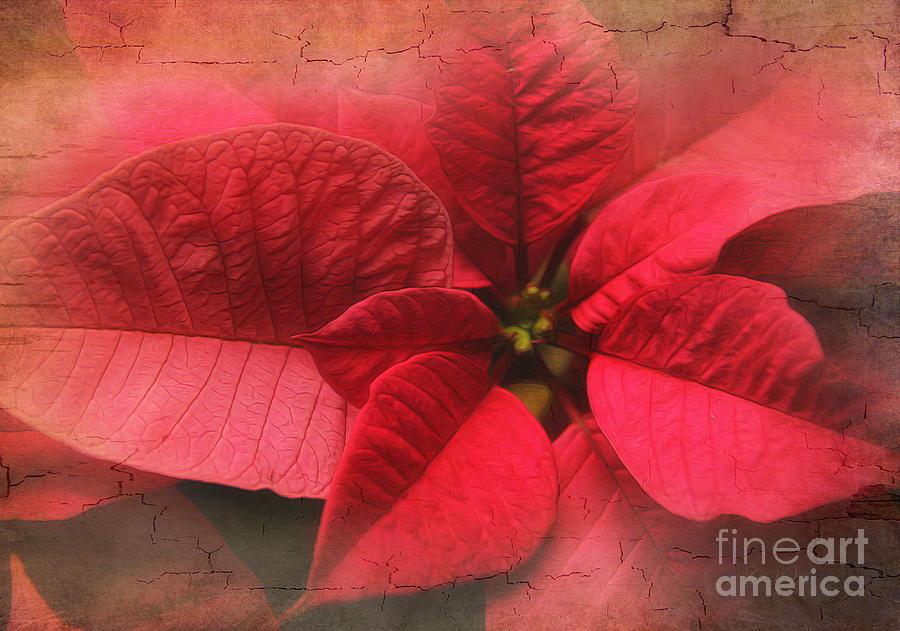 Poinsettia Photograph by Clare VanderVeen