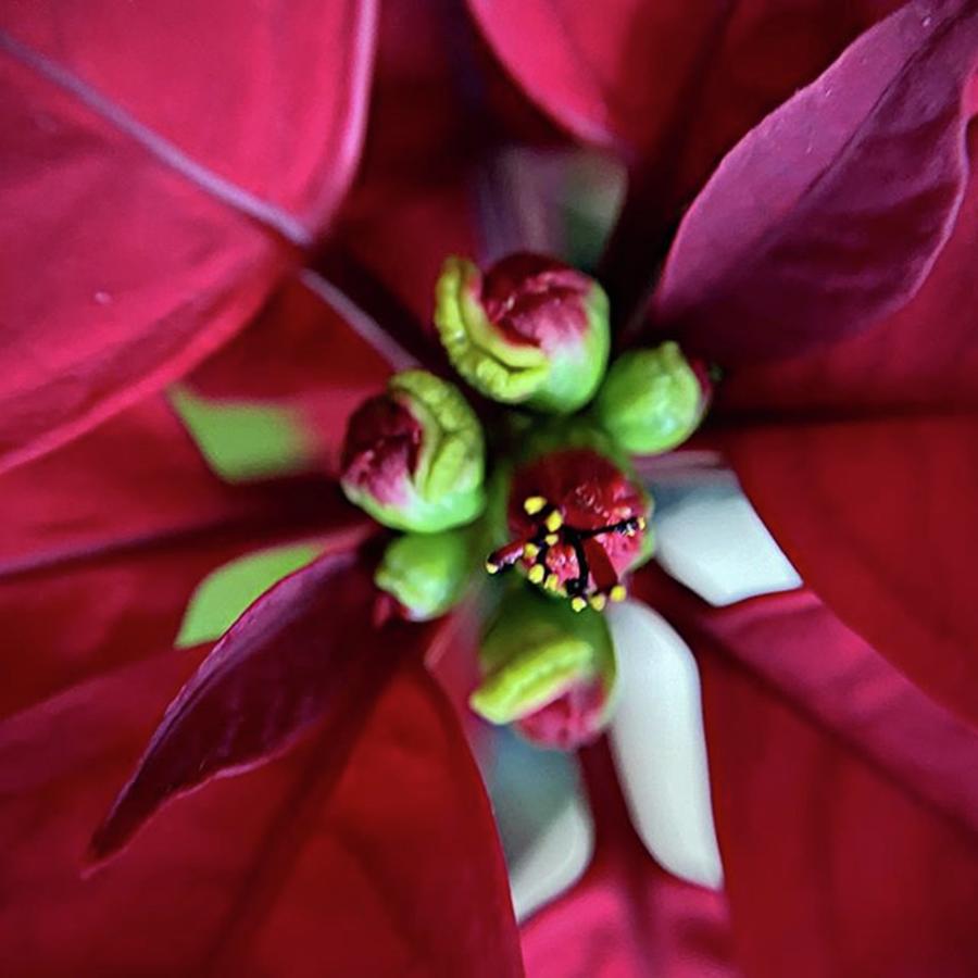 Flower Photograph - Poinsettia, Close Up Using A Macro by Jori Reijonen