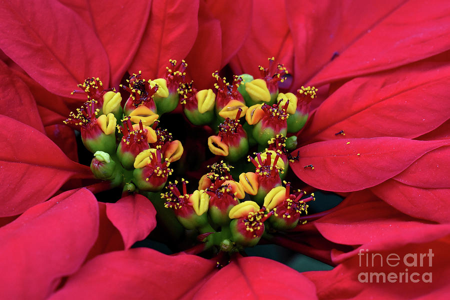 Red Poinsettia Detail Photograph