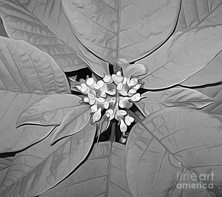 Poinsettia Flower Macro In Black And White Photograph