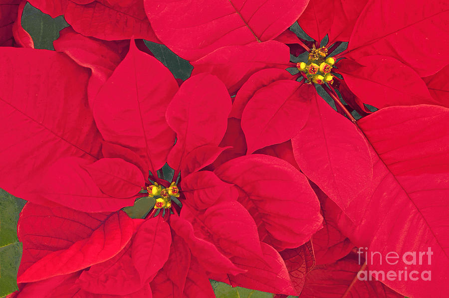 Holiday Flowers Photograph - Poinsettia Flowers by Regina Geoghan