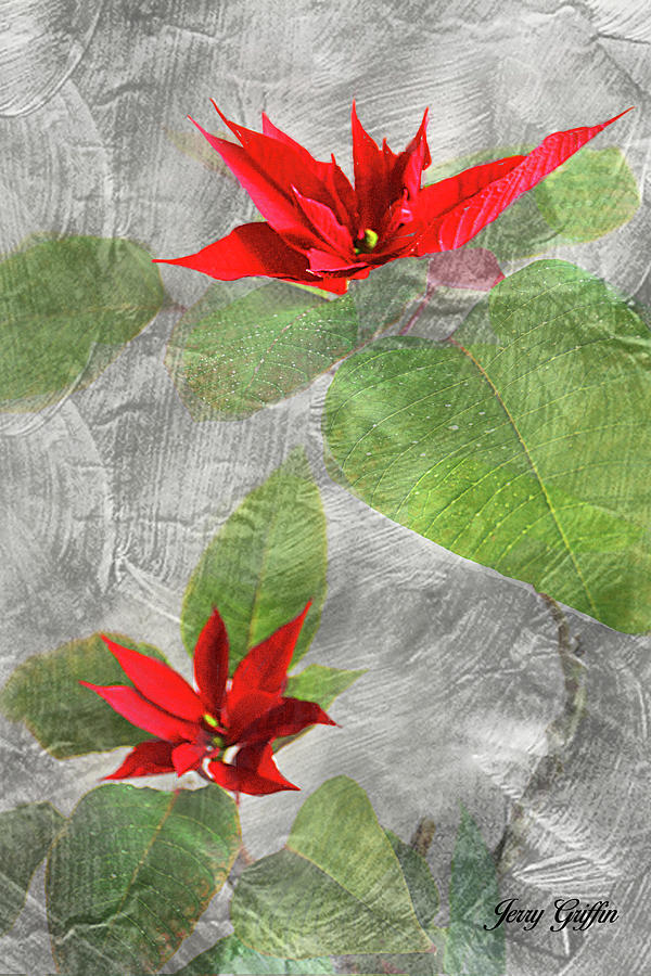 Poinsettia Photograph by Jerry Griffin