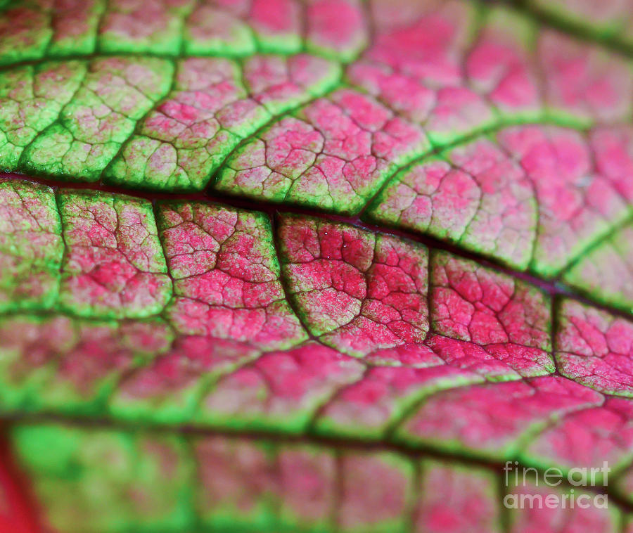 Poinsettia Leaf Photograph by Kerri Farley