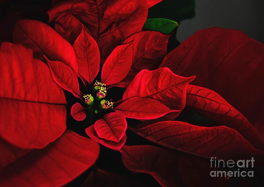 Christmas Photograph - Poinsettia by Lois Bryan