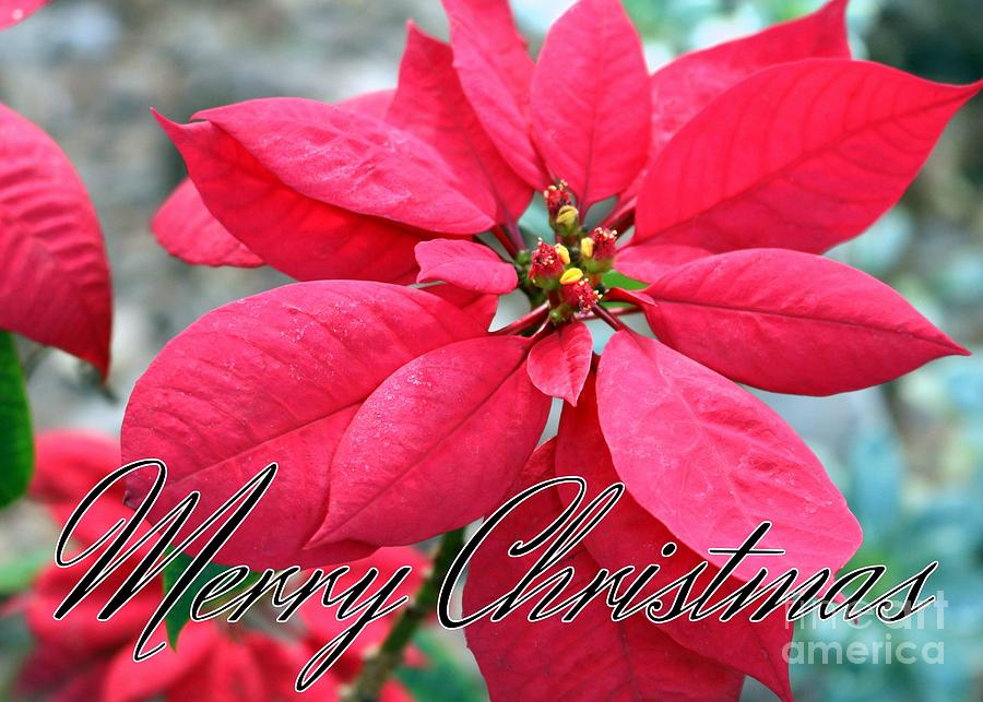 Poinsettia Merry Christmas Photograph by Diann Fisher - Fine Art America