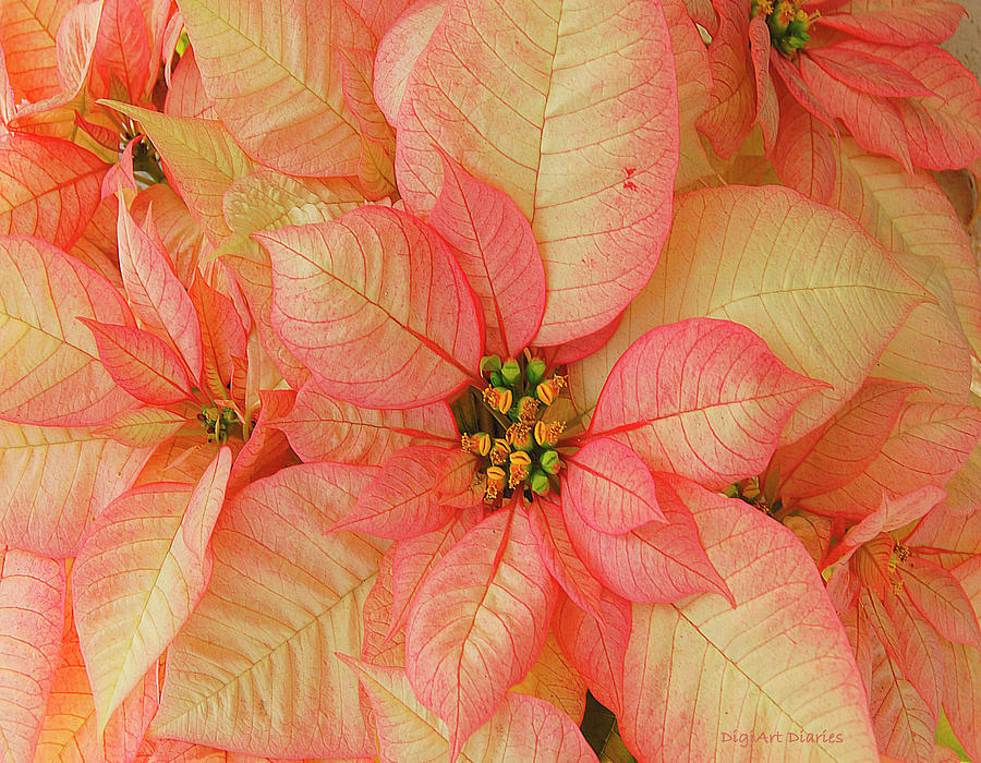 Poinsettia Passion Digital Art by DigiArt Diaries by Vicky B Fuller