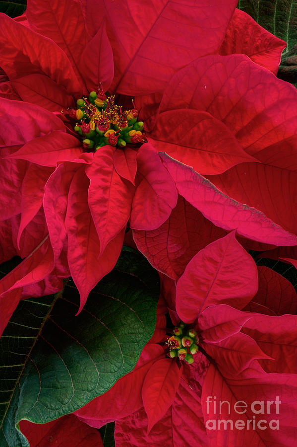 Poinsettia Plant Photograph by Kenneth M. Highfill
