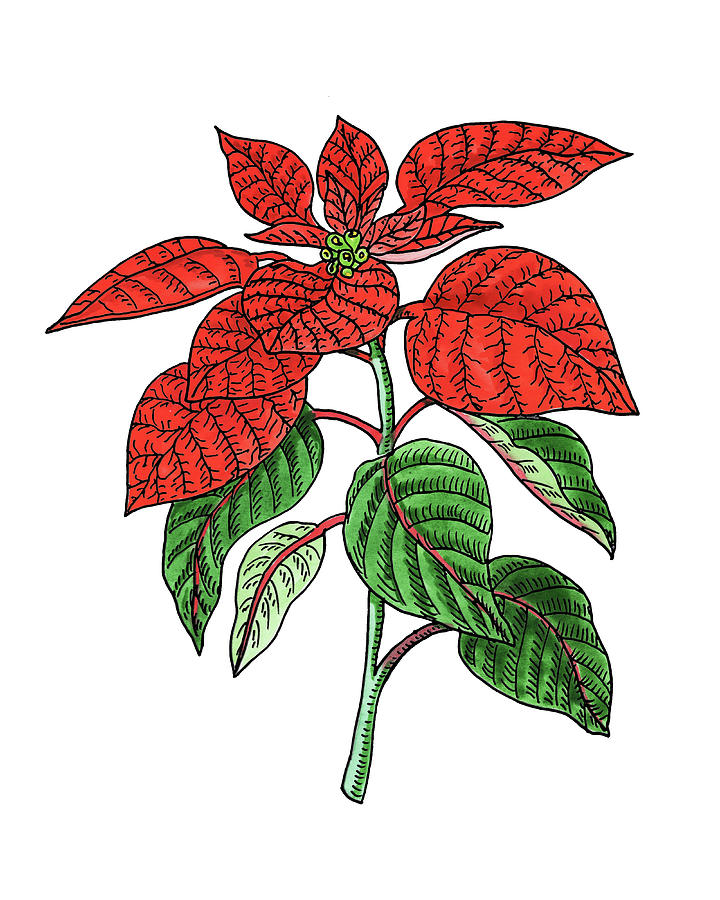 Poinsettia Plant Watercolor Painting