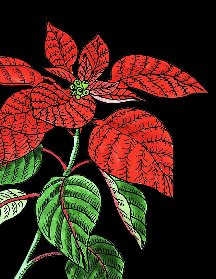 Poinsettia Plant Watercolour Painting