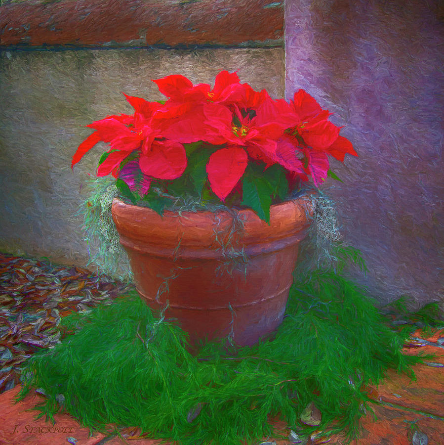 Holiday Photograph - Poinsettia Pot by Jennifer Stackpole