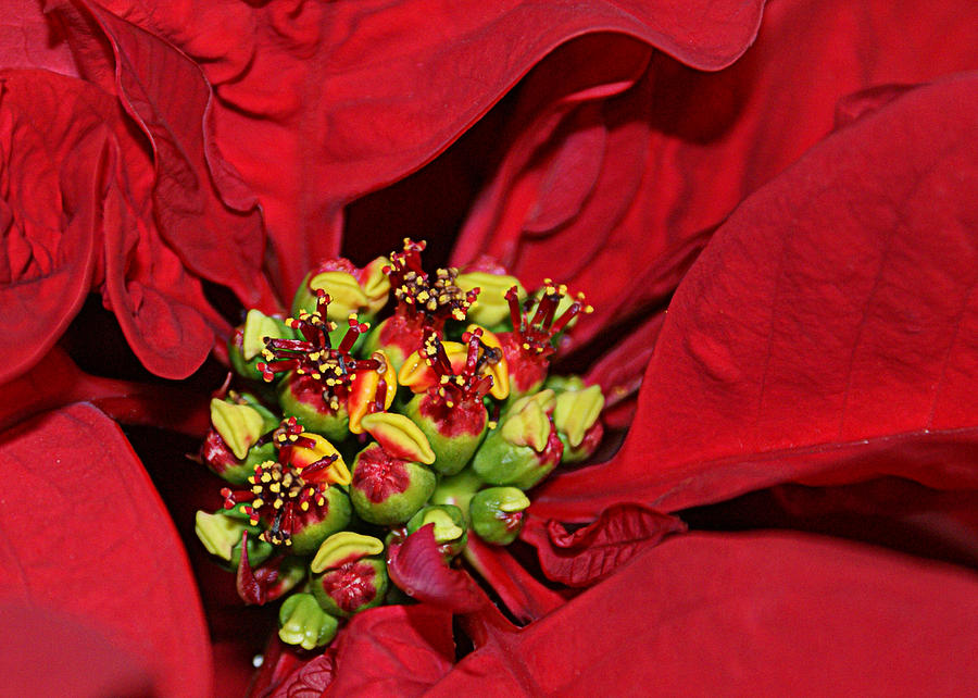 Poinsettia Up Close and Personal Photograph by Cricket Hackmann