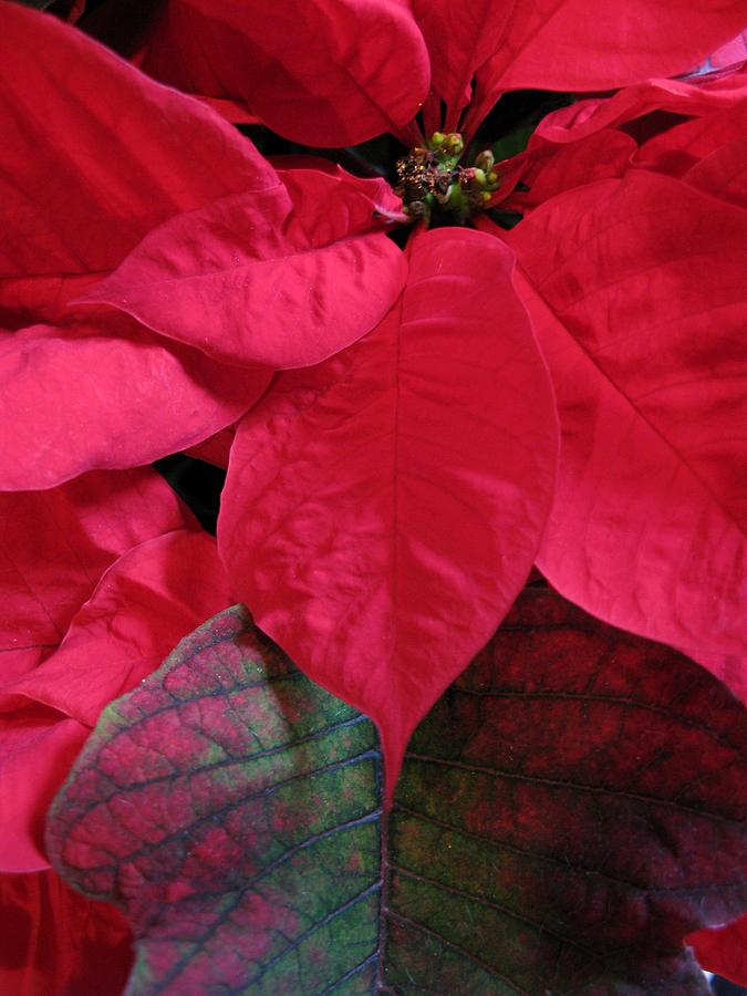 Poinsettia with Leaf Photograph by Carol Sweetwood