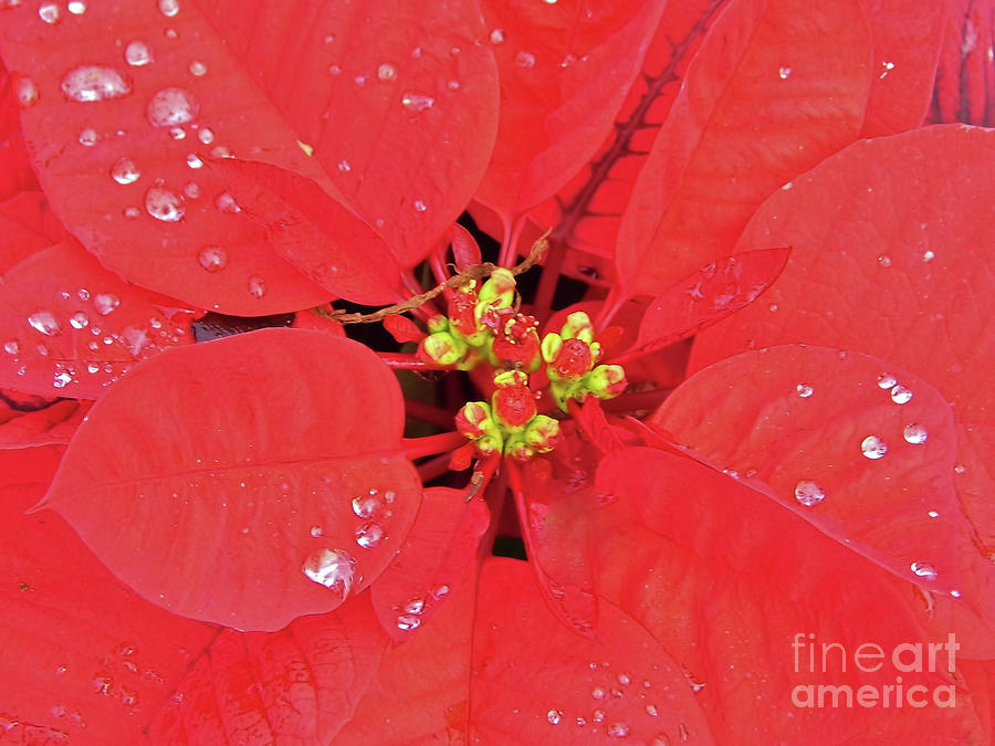 Poinsettia With Raindrops Photograph by D Hackett