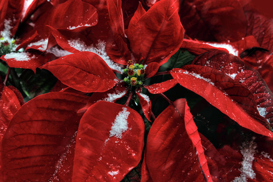 Poinsettia with Snow Photograph by Donna Kennedy