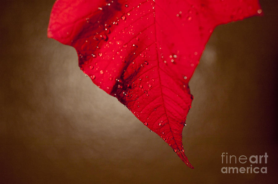 Poinsettia With Water Drops Photograph