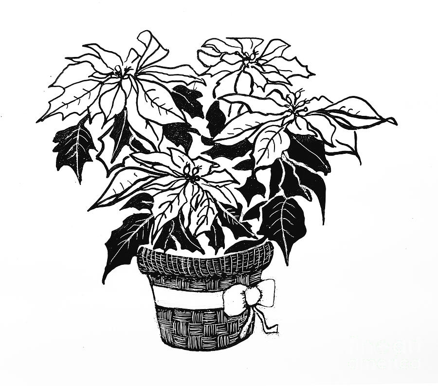 Poinsettia2 Drawing by JA Wiese