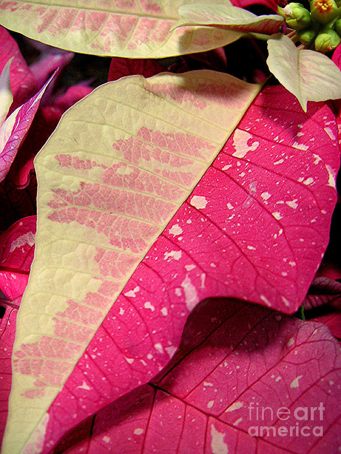 Poinsettias -  Painted And Speckled Up Close Too Photograph by Lucyna A M Green