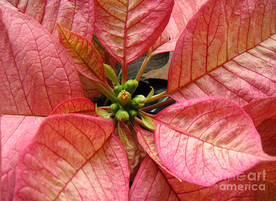 Nature Photograph - Poinsettias -  Pinks In The Center by Lucyna A M Green