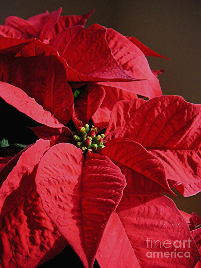 Nature Photograph - Poinsettias -  Reds On The Side by Lucyna A M Green