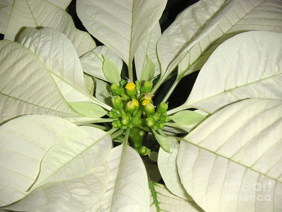 Poinsettias -  Winter White Center Photograph by Lucyna A M Green