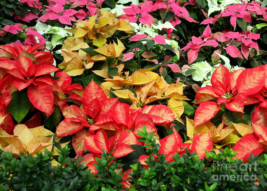 Poinsettias 1 Photograph by Randall Weidner