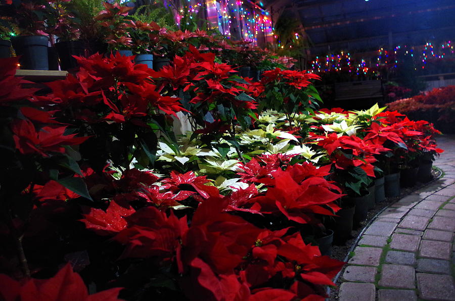 Poinsettias at Lamberton Photograph by Mary Courtney