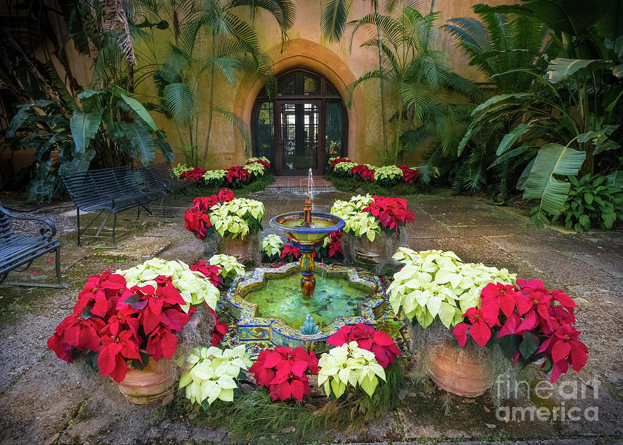 Poinsettias at Pinewood Estate, Bok Tower Photograph by Liesl Walsh