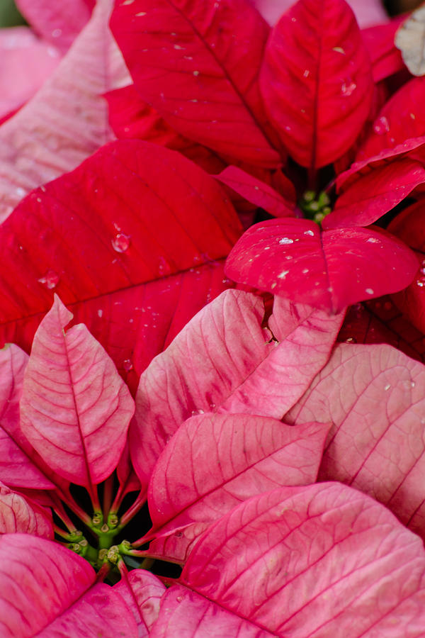 Christmas Photograph - Poinsettias for the Holidays by Stephanie Maatta Smith