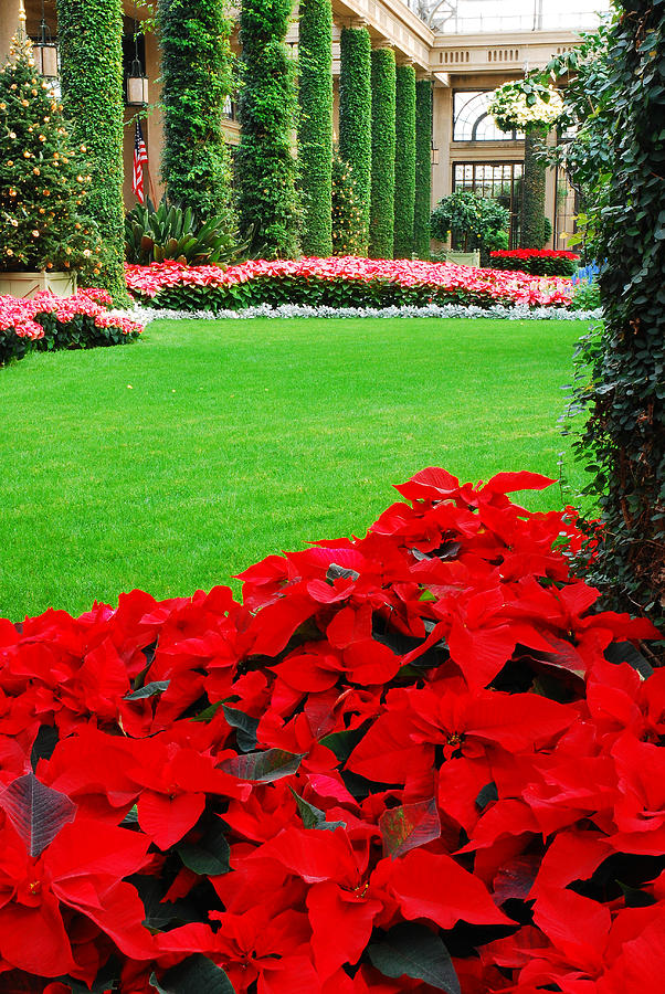 Poinsettias in Bloom Photograph by James Kirkikis