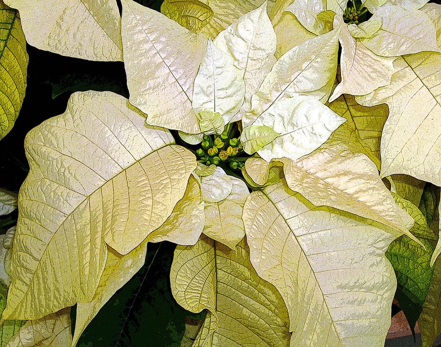 Christmas Photograph - Poinsettias in White by Mindy Newman