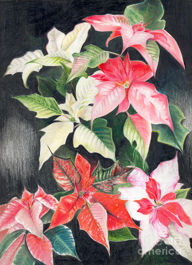 Poinsettias by Penrith Goff Poinsettias by Penrith Goff