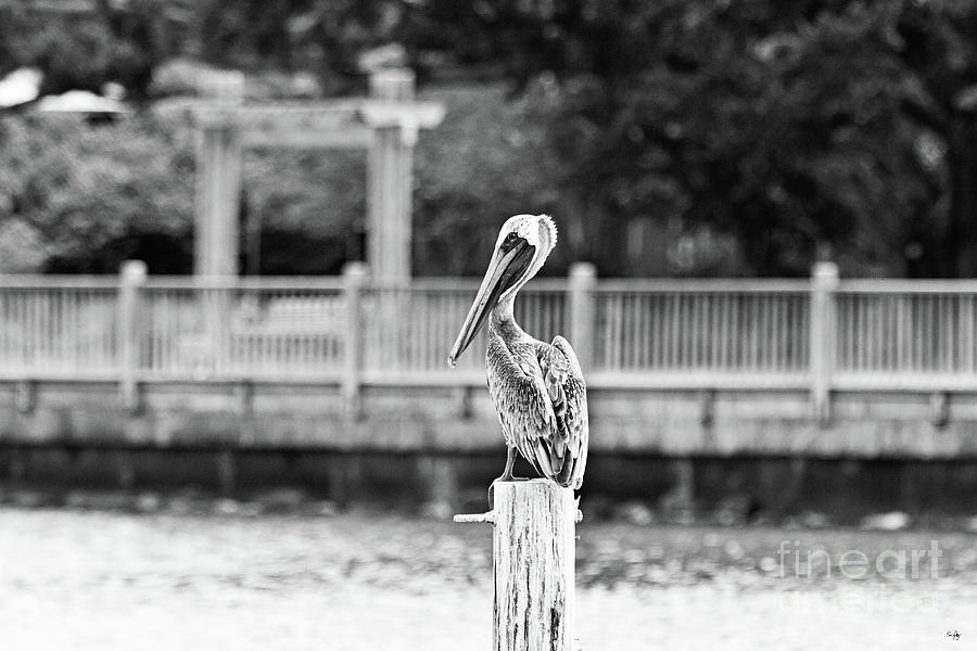 Point Clear Alabama Brown Pelican - BW Photograph by Scott Pellegrin