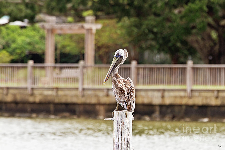 Point Clear Alabama Brown Pelican Photograph by Scott Pellegrin