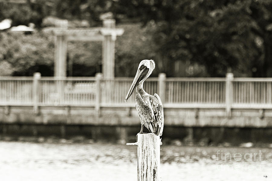 Point Clear Alabama Brown Pelican - sepia Photograph by Scott Pellegrin