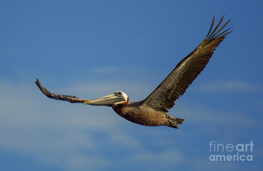Point Clear Pelican Photograph by Barry Bohn
