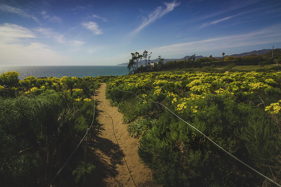 Point Dume Spring Wildflowers Photograph by Andy Konieczny
