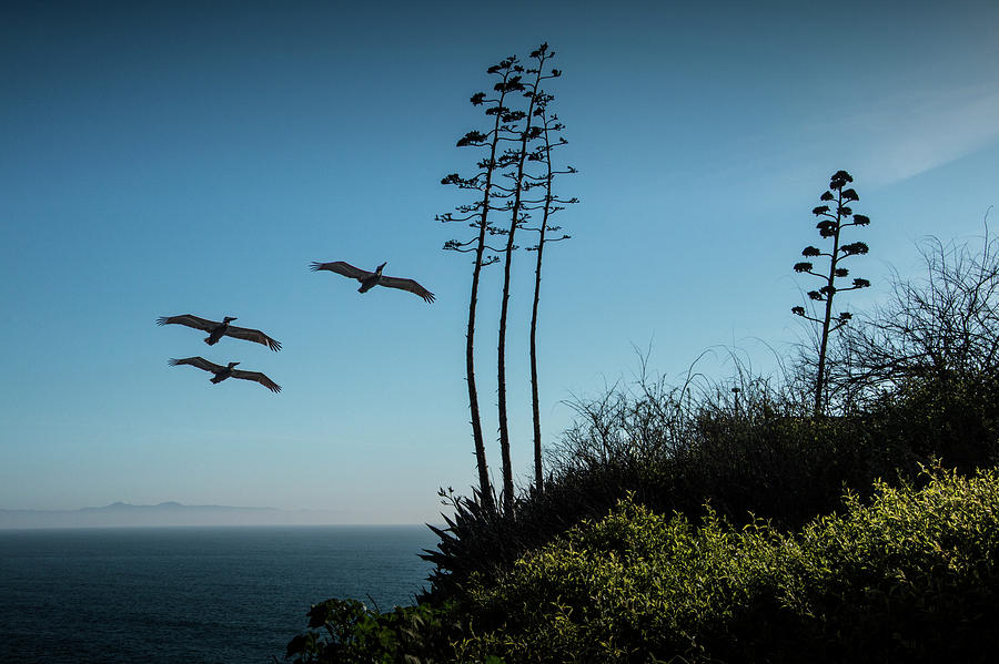 Point Fermin and Flying Pelicans with Catalina Island in the background Photograph by Randall Nyhof