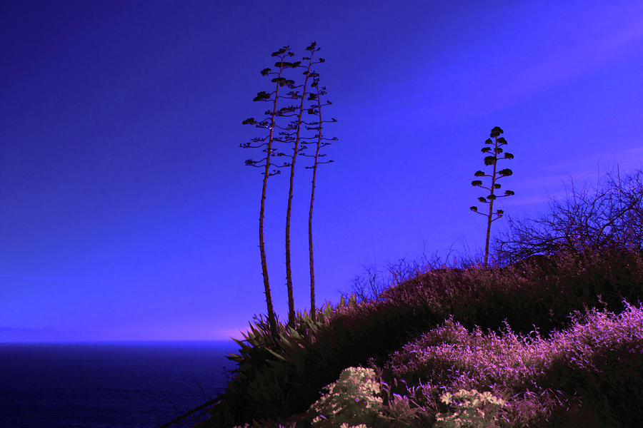 Point Fermin in Infrared Photograph by Randall Nyhof