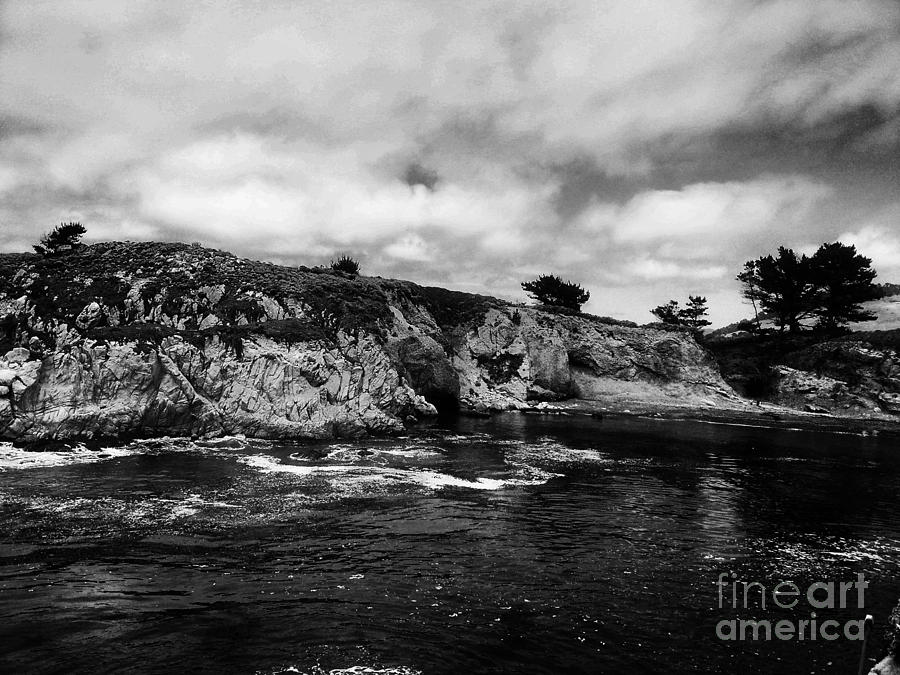 Tree Photograph - Point Lobos 4 by Chris Berry