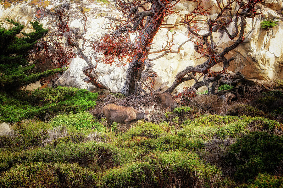 Point Lobos - Eden Photograph by Shuwen Wu