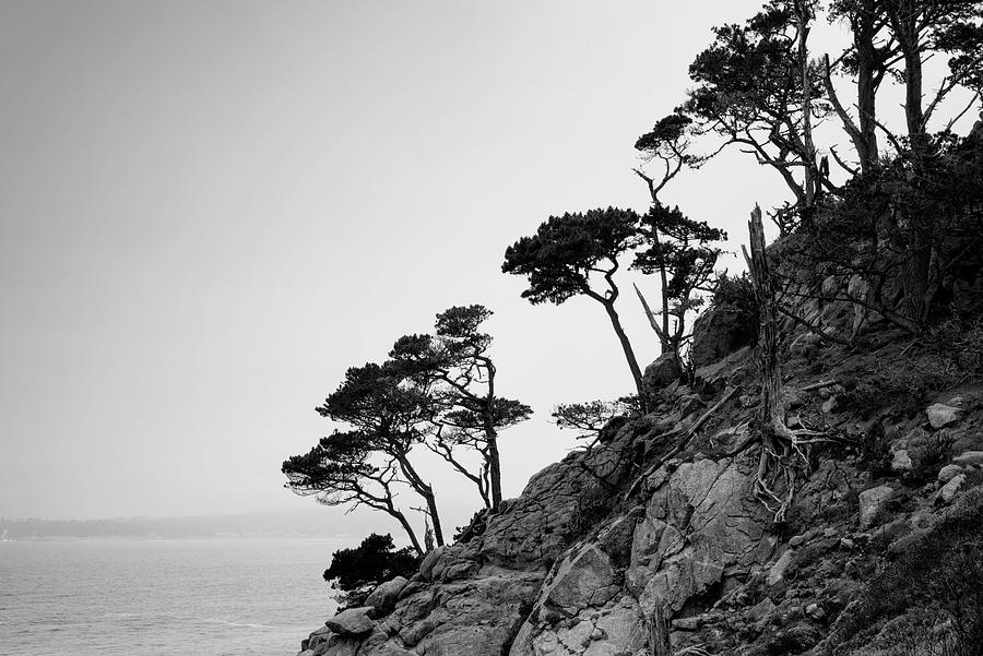 Point Lobos III BW Photograph by David Gordon