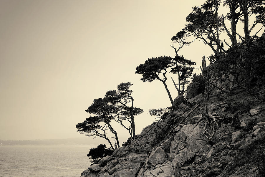 Point Lobos III Toned Photograph by David Gordon