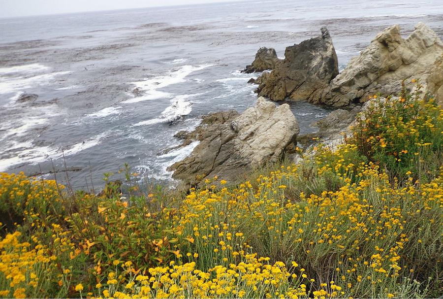 Point Lobos Photograph by Marian Jenkins
