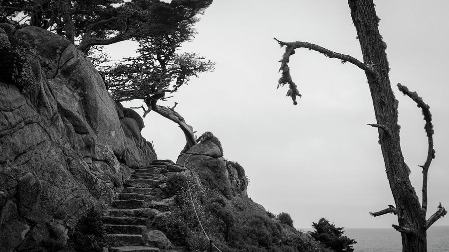 Point Lobos Pano I BW Photograph by David Gordon